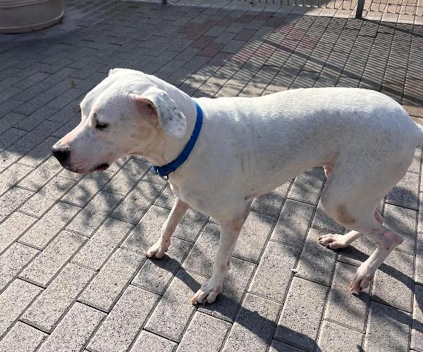 LOLA BELLISSIMA DOGO Foto 2